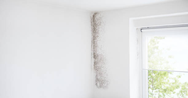 Best Biohazard Mold Removal  in Vcennes, IN