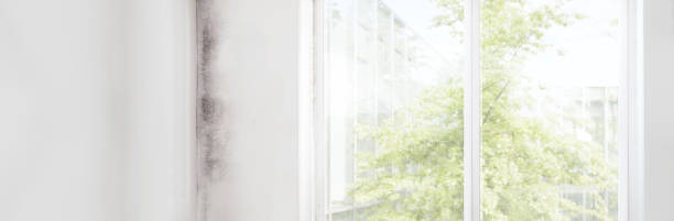 Best Mold Documentation for Insurance Claims  in Vcennes, IN