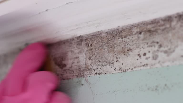 Best Comprehensive Air Testing for Mold Contaminants  in Vcennes, IN